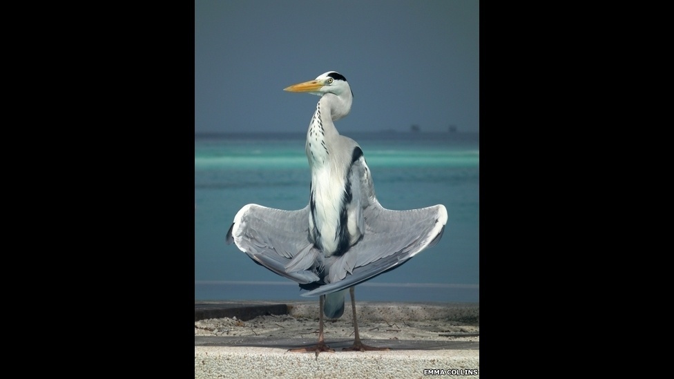23.set.2013 - Zoológico de Londres premia vencedores de seu prêmio de fotografia. Mais de mil pessoas se inscreveram no concurso, entre amadores e profissionais - Emma Collins