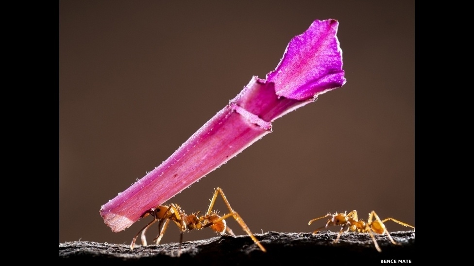 23.set.2013 - Zoológico de Londres premia vencedores de seu prêmio de fotografia. Mais de mil pessoas se inscreveram no concurso, entre amadores e profissionais - Bence Mate