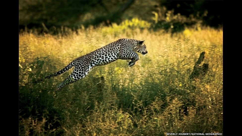Exposição nos Estados Unidos celebra fotógrafas da revista "National Geographic" com imagens que reportagens históricas feitas no mundo todo - Beverly Joubert/National Geographic