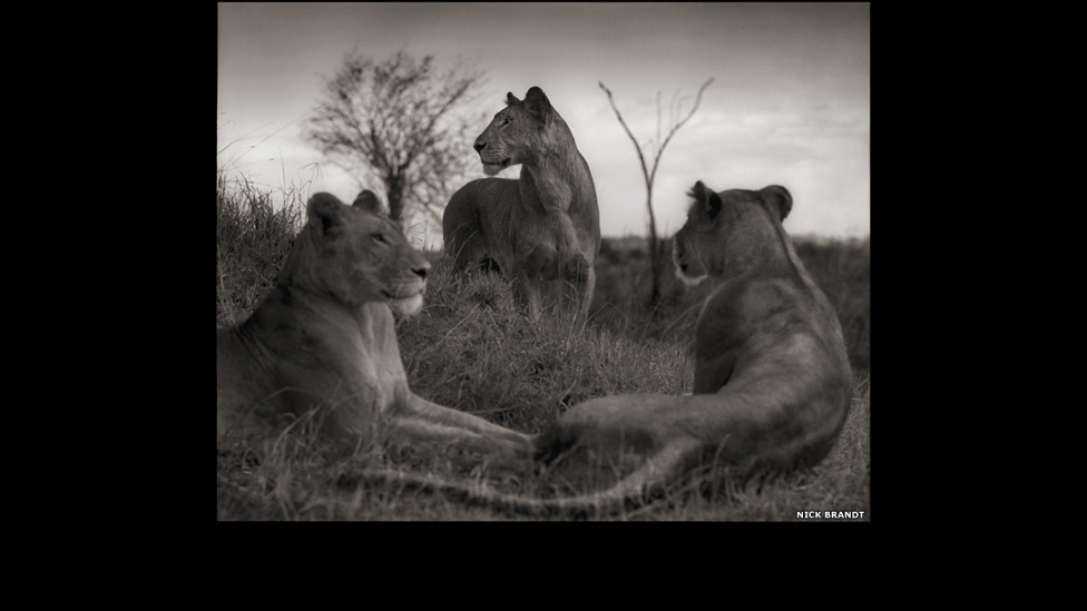 Círculo de leões no Serengeti, 2012, faz parte do livro "Across the Ravaged Land" ('Pela Terra Devastada', em tradução livre) - Nick Brandt