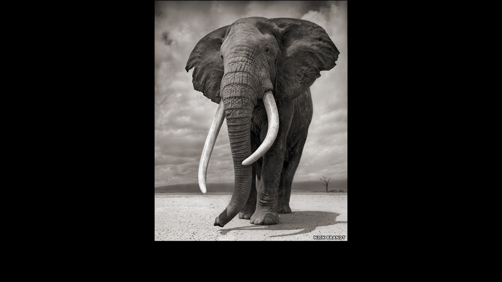 Elefante em Amboseli, 2011, faz parte do livro "Across the Ravaged Land" ('Pela Terra Devastada', em tradução livre) - Nick Brandt
