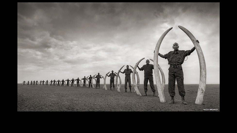 Fila de guardas-florestais com presas de elefantes, Amboseli, 2011, faz parte do livro "Across the Ravaged Land" ('Pela Terra Devastada', em tradução livre) - Nick Brandt