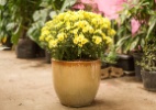 Faça uma hortinha aromática e decorativa em uma panela de ágata - Edna Froes/ Divulgação