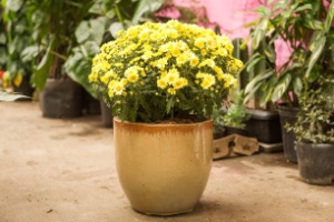 Faça uma hortinha aromática e decorativa em uma panela de ágata - Edna Froes/ Divulgação