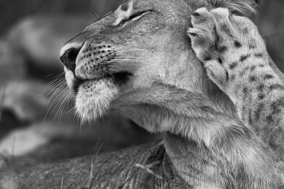 Araquém Alcântara abre "Coleção Ipsis de Fotografia Brasileira" - Araquém Alcântara