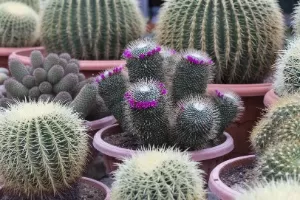 Podcast Infantil, A Flor e O Cactus