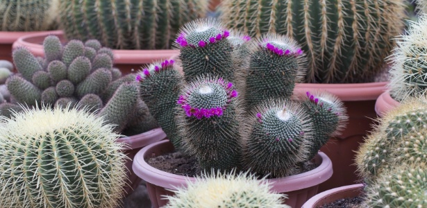 Semente de Cactus: Cacto N'Pele