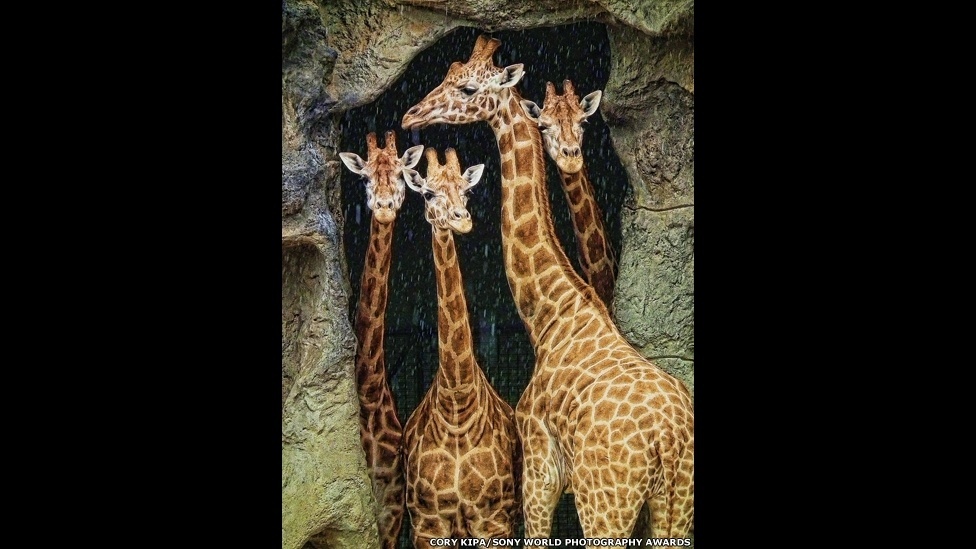 A foto das girafas no zoológico Toronga, em Sydney, na Austrália, foi feita por Cory Kipa e concorre na subcategoria Natureza e Vida Selvagem no Sony World Photography 2014 - Cory Kipa/Sony World Photography 2014