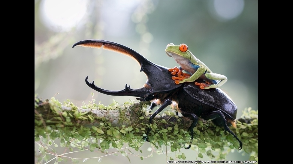 Imagem do fotógrafo Nicolas Reusens Boden. A imagem concorre na categoria Natureza e Vida Selvagem no Sony World Photography 2014 - Nicolas Reusens Boden//Sony World Photography 2014