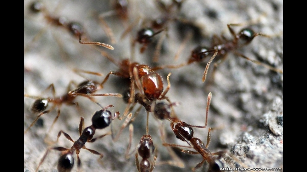 Na categoria 14 anos ou menos, o prêmio foi para Patria Prasaysa, de dez anos, da Indonésia, por uma série de imagens documentando um formigueiro - Patria Prasaysa/Travelo Photographer of the Year 2013