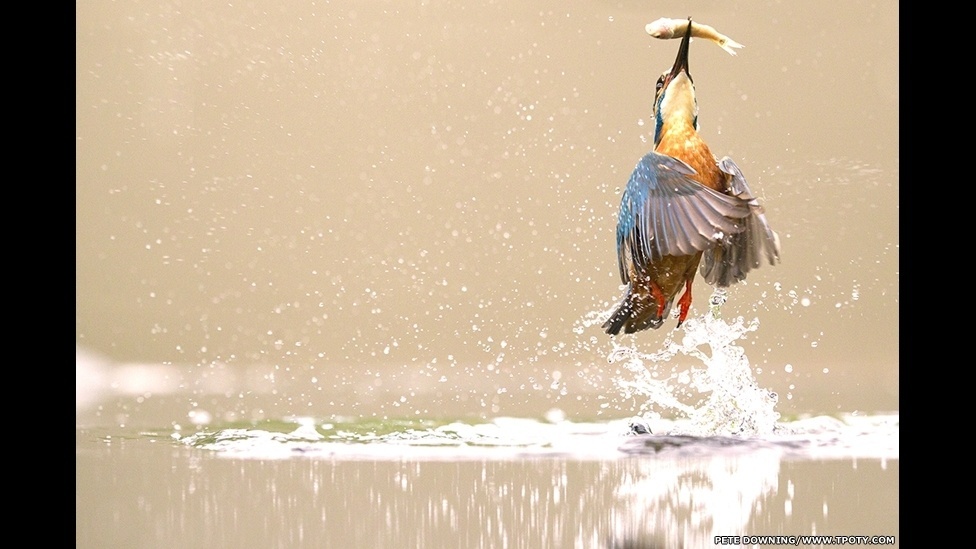 Na categoria 'Histórias Selvagens', o prêmio para 'Imagem Individual' foi para Peter Downing, por esta foto de um martim pescador - Peter Downing/Travel Photographer of the Year