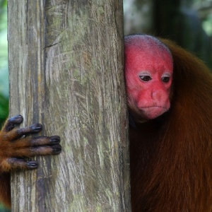 Macacos espalham sementes de grandes árvores na Amazônia - Steph­en Ferry/The New York Times