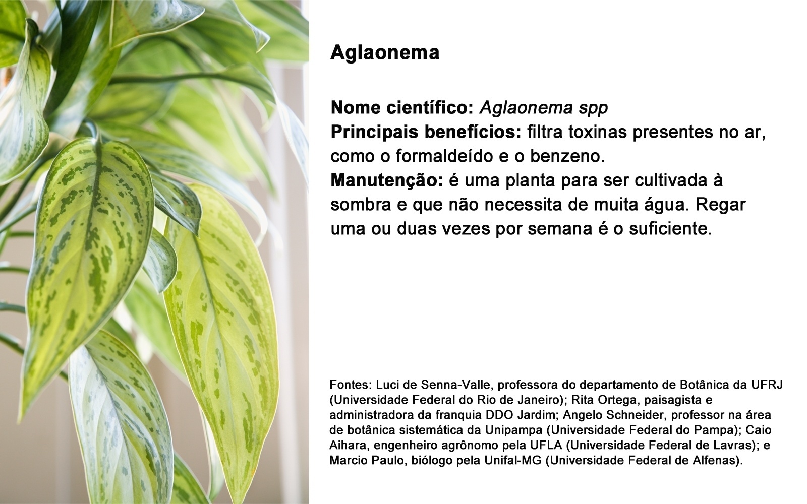 AGLAONEMA  NOME CIENTÍFICO: Aglaonema spp PRINCIPAIS BENEFÍCIOS: filtra toxinas presentes no ar, como o formaldeído e o benzeno. MANUTENÇÃO: é uma planta para ser cultivada à sombra e que não necessita de muita água. Regar uma a duas vezes por semana é o suficiente. - Getty Images/ Arte UOL