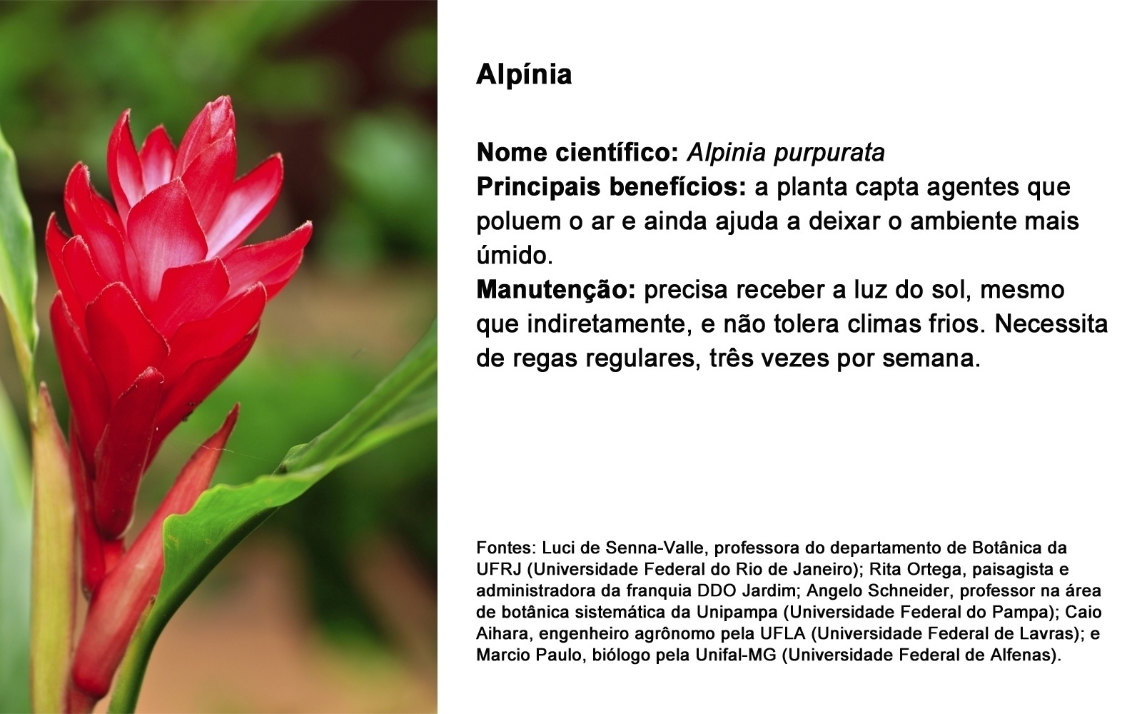 ALPÍNIA; NOME CIENTÍFICO: Alpinia purpurata PRINCIPAIS BENEFÍCIOS: a planta capta agentes que poluem o ar e ainda ajuda a deixar o ambiente mais úmido.  MANUTENÇÃO: precisa receber a luz do sol, mesmo que indiretamente, e não tolera climas frios. Necessita de regas regulares, três vezes por semana. - Getty Images/ Arte UOL