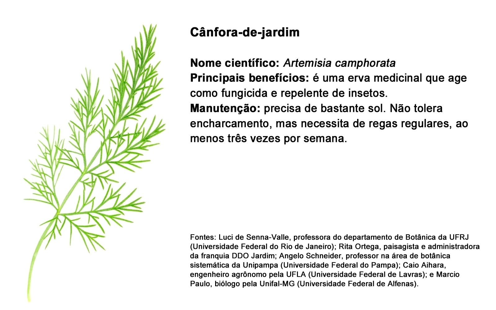 CÂNFORA-DE-JARDIM;  NOME CIENTÍFICO: Artemisia camphorata PRINCIPAIS BENEFÍCIOS: é uma erva medicinal que age como fungicida e repelente de insetos.  MANUTENÇÃO: precisa de bastante sol. Não tolera encharcamento, mas necessita de regas regulares, ao menos três vezes por semana. - Getty Images/ Arte UOL