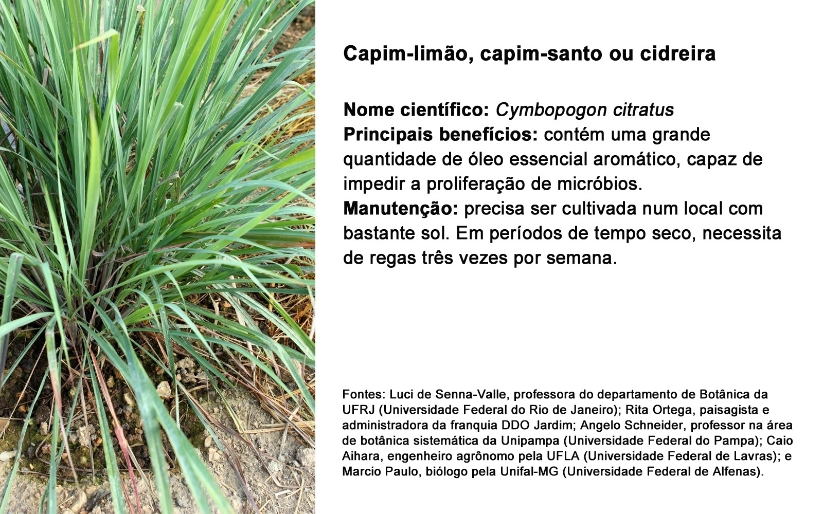 CAPIM-LIMÃO, CAPIM-SANTO OU CIDREIRA;  NOME CIENTÍFICO: Cymbopogon citratus PRINCIPAIS BENEFÍCIOS: contém uma grande quantidade de óleo essencial aromático, capaz de impedir a proliferação de micróbios.  MANUTENÇÃO: precisa ser cultivada num local com bastante sol. Em períodos de tempo seco, necessita de regas três vezes por semana. - Getty Images/ Arte UOL
