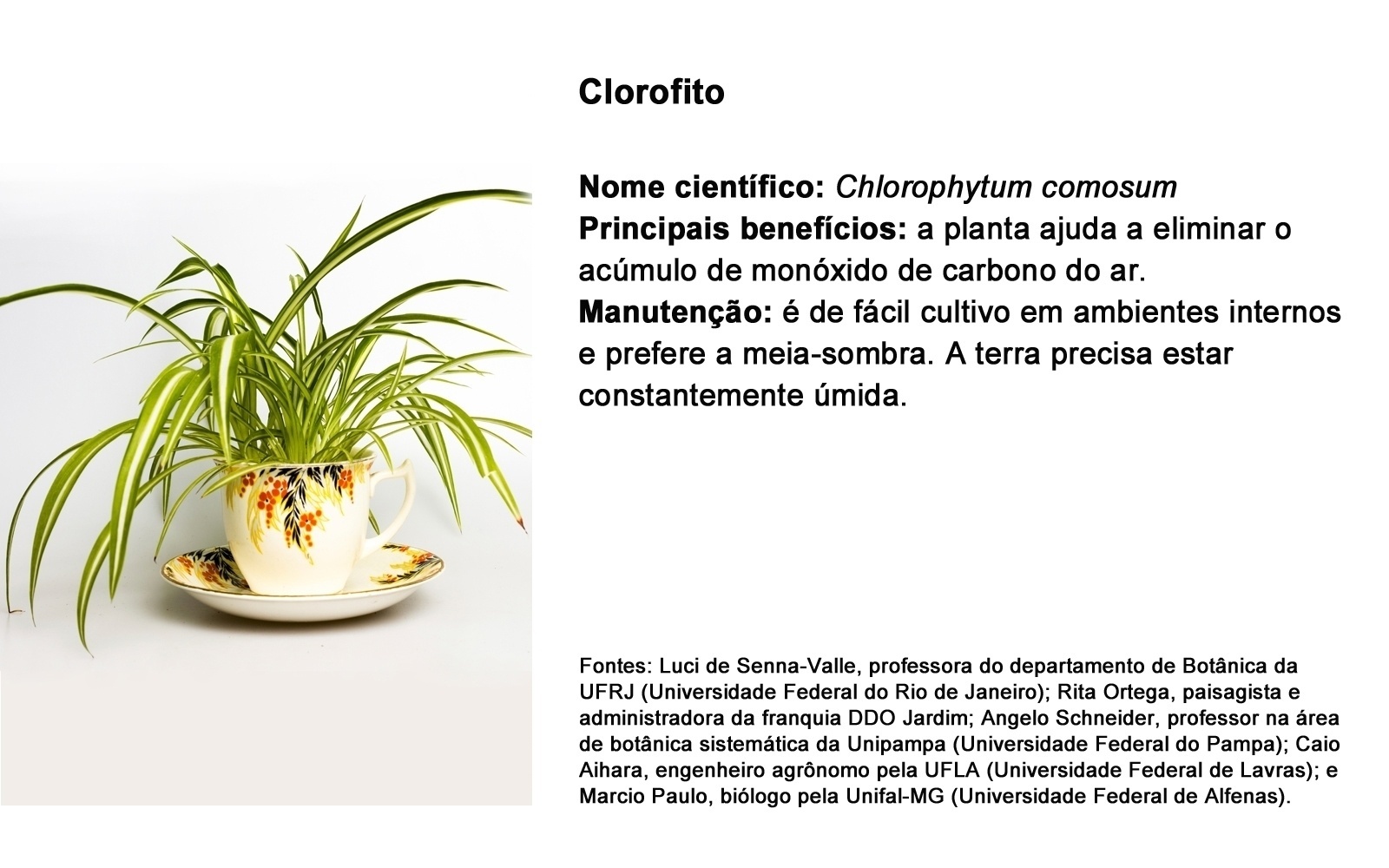 CLOROFITO; NOME CIENTÍFICO: Chlorophytum comosum PRINCIPAIS BENEFÍCIOS: a planta ajuda a eliminar o acúmulo de monóxido de carbono do ar. MANUTENÇÃO: é de fácil cultivo em ambientes internos e prefere a meia-sombra. A terra precisa estar constantemente úmida. - Getty Images/ Arte UOL