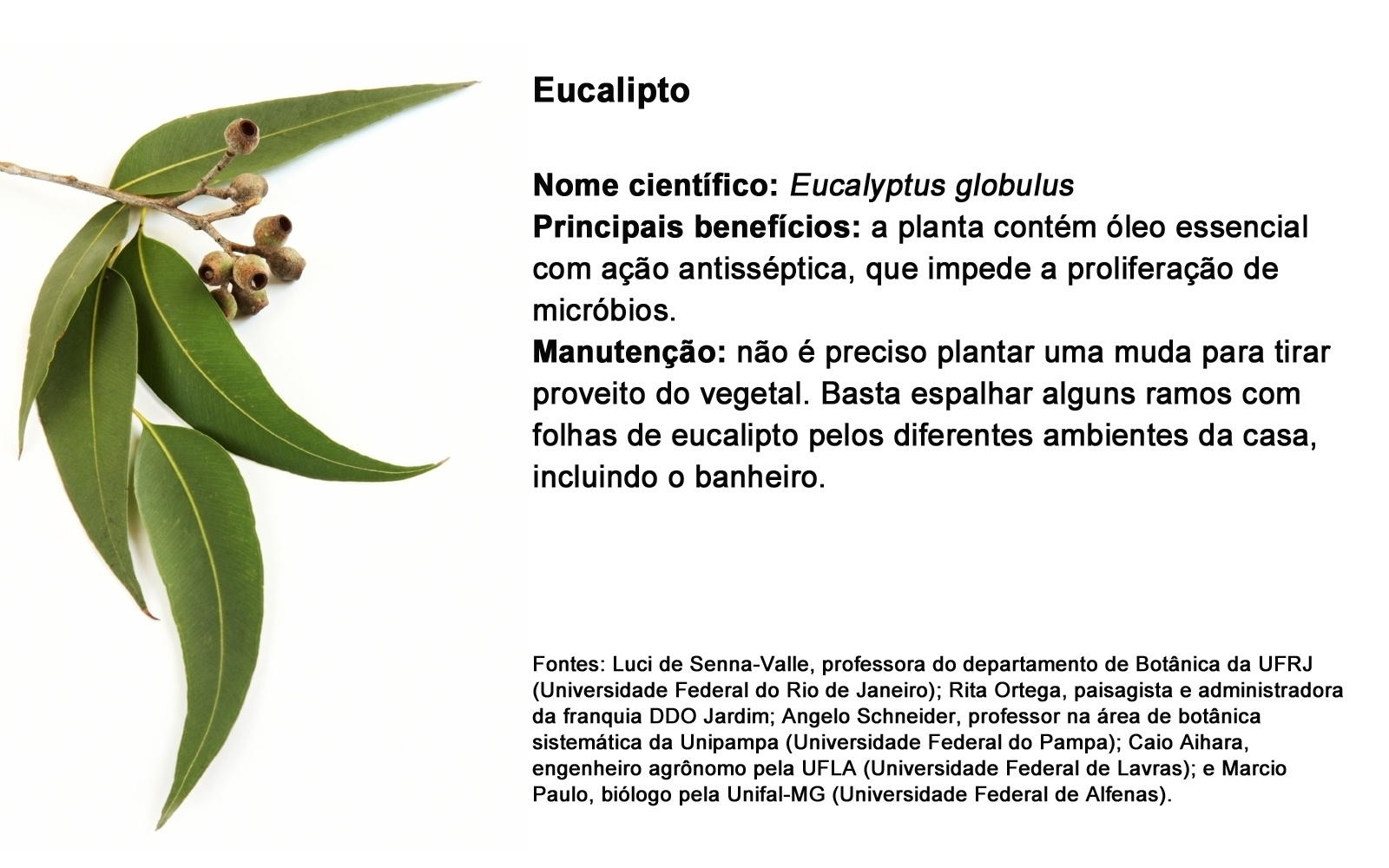 EUCALIPTO; NOME CIENTÍFICO: Eucalyptus globulus PRINCIPAIS BENEFÍCIOS: a planta contém óleo essencial com ação antisséptica, que impede a proliferação de micróbios.  MANUTENÇÃO: não é preciso plantar uma muda para tirar proveito do vegetal. Basta espalhar alguns ramos com folhas de eucalipto pelos diferentes ambientes da casa, incluindo o banheiro. - Getty Images/ Arte UOL