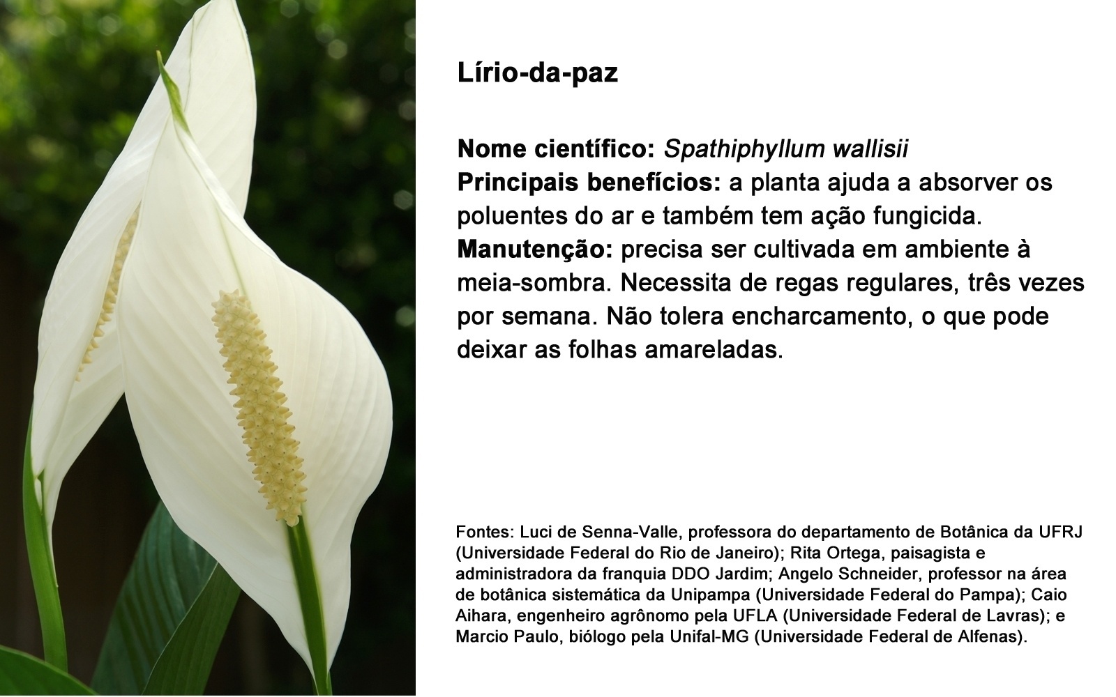 LÍRIO-DA-PAZ; NOME CIENTÍFICO: Spathiphyllum wallisii PRINCIPAIS BENEFÍCIOS: a planta ajuda a absorver os poluentes do ar e também tem ação fungicida.  MANUTENÇÃO: precisa ser cultivada em ambiente à meia-sombra. Necessita de regas regulares, três vezes por semana. Não tolera encharcamento, o que pode deixar as folhas amareladas. - Getty Images/ Arte UOL