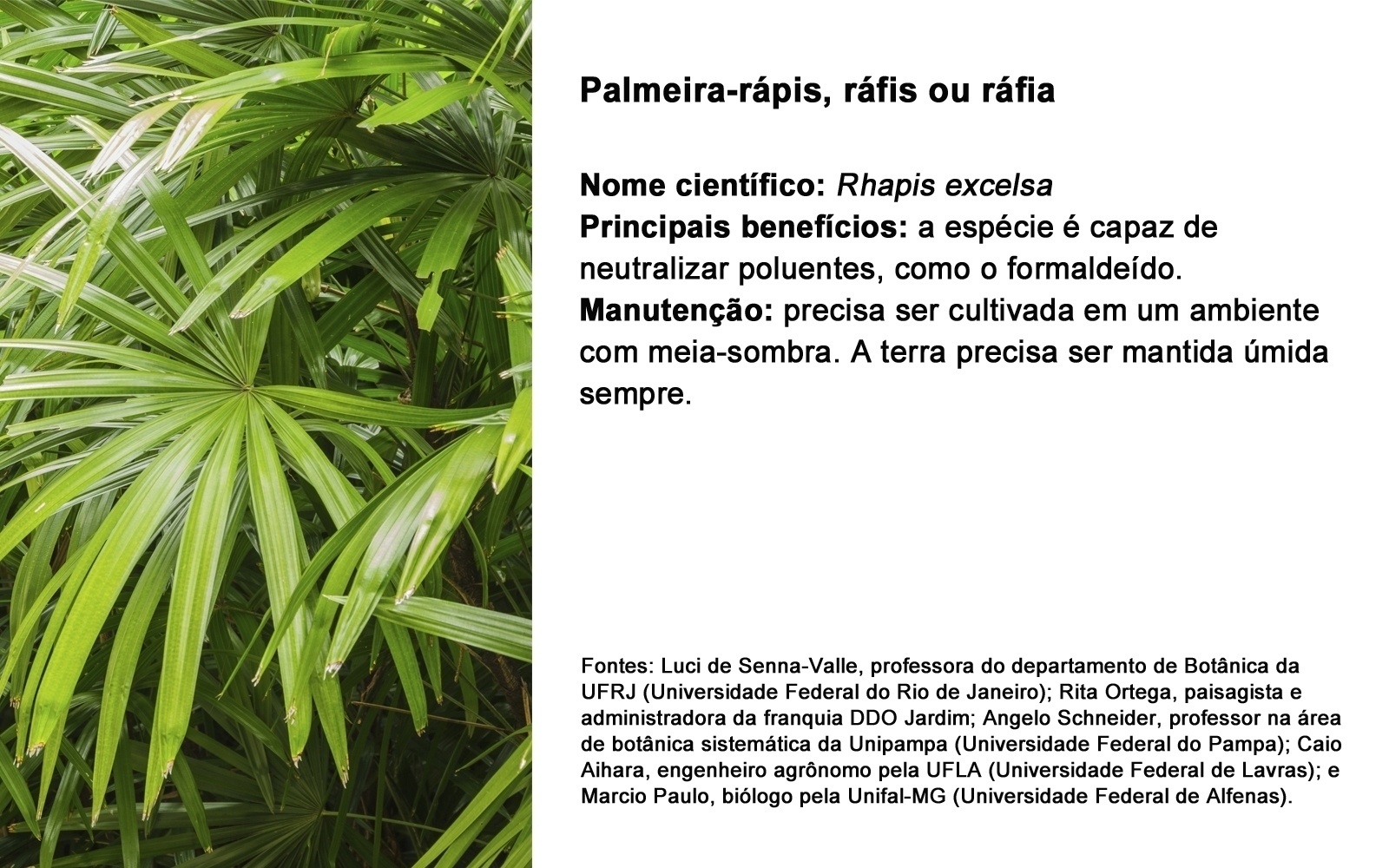 PALMEIRA-RÁPIS, RÁFIS OU RÁFIA; NOME CIENTÍFICO: Rhapis excelsa PRINCIPAIS BENEFÍCIOS: a espécie é capaz de neutralizar poluentes, como o formaldeído.  MANUTENÇÃO: precisa ser cultivada em um ambiente com meia-sombra. A terra precisa ser mantida úmida sempre. - Getty Images/ Arte UOL