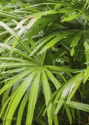 Ráfis - Getty Images/ Arte UOL - Getty Images/ Arte UOL