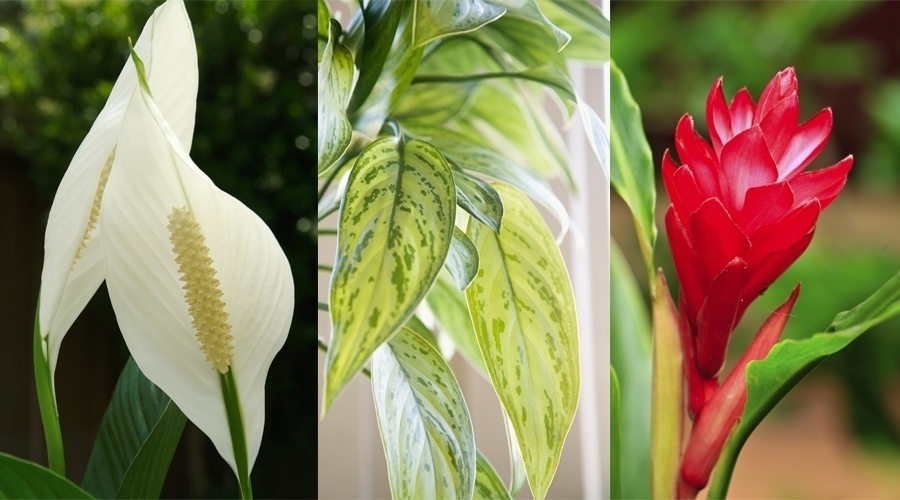 Por mais limpa e bem cuidada que esteja a casa, nem sempre o ar interno se comporta da mesma maneira. Isso porque, fumaça de cigarro, produtos químicos , micro-organismos e a poluição externa fazem com que o ar de ambientes fechados fique difícil de respirar e até prejudique à saúde. A boa notícia é que algumas plantas absorvem esses compostos e ajudam a purificar a casa. Saiba quais são esses vegetais. Por Thaís Macena e Caroline Bastos - Getty Images/ Arte UOL