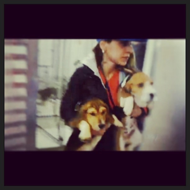 Vanessa Mesquita participou da ação que levou cachorros beagle do Instituto Royal, em São Roque (SP)