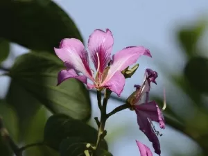 Chá de pata-de-vaca digere gorduras e tem efeito diurético: veja benefícios