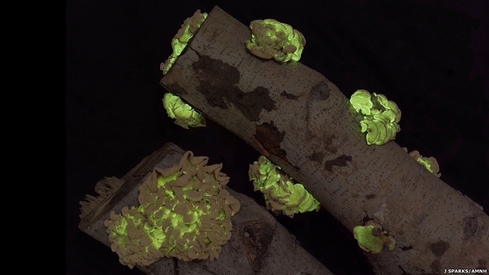 Exposição itinerante do Museu Americano de História Natural (sediado em Nova York) exibe surpreendentes micro-organismos capazes de produzir luz - D. Finnin/AMNH