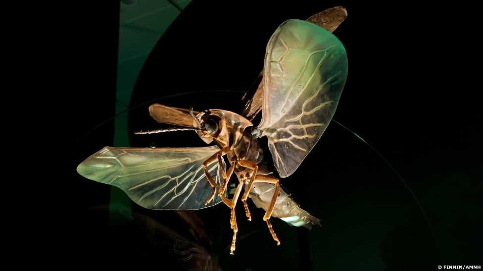 Exposição itinerante do Museu Americano de História Natural (sediado em Nova York) exibe surpreendentes micro-organismos capazes de produzir luz - D. Finnin/AMNH