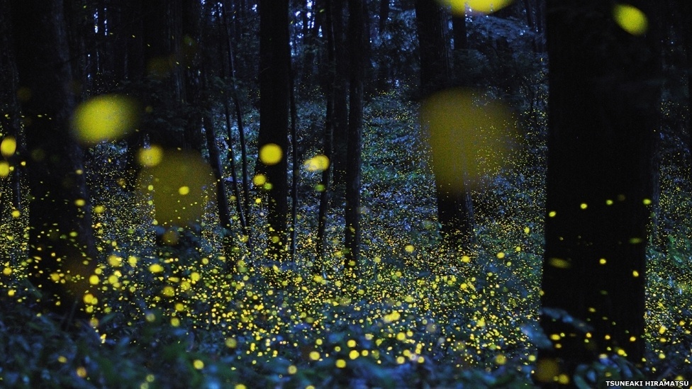Exposição itinerante do Museu Americano de História Natural (sediado em Nova York) exibe surpreendentes micro-organismos capazes de produzir luz - D. Finnin/AMNH