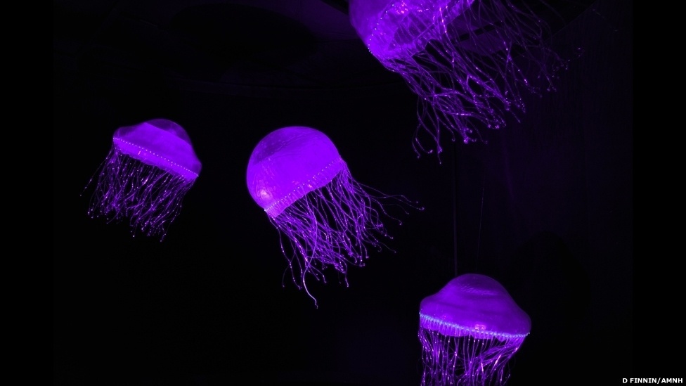 Exposição itinerante do Museu Americano de História Natural (sediado em Nova York) exibe surpreendentes micro-organismos capazes de produzir luz - D. Finnin/AMNH