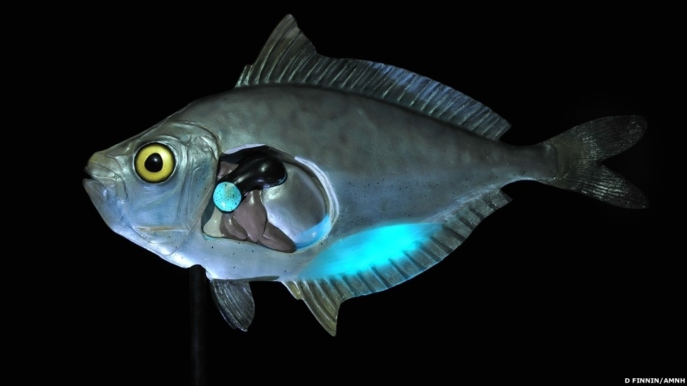 Exposição itinerante do Museu Americano de História Natural (sediado em Nova York) exibe surpreendentes micro-organismos capazes de produzir luz - D. Finnin/AMNH