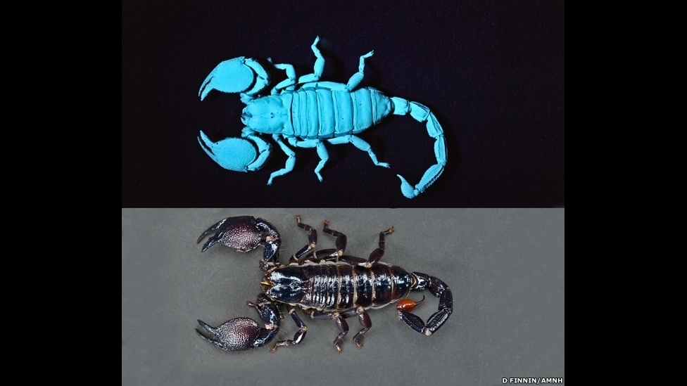 Exposição itinerante do Museu Americano de História Natural (sediado em Nova York) exibe surpreendentes micro-organismos capazes de produzir luz - D. Finnin/AMNH