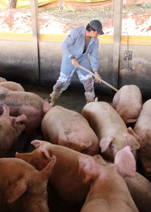 Álvaro Garnero trabalha em meio a porcos no "50 por 1"