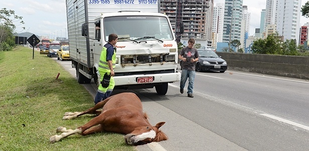 Corpo de cavalo atropelado e morto causa congestionamento na BR-101 em SC - Rafaela Martins/Folhapress