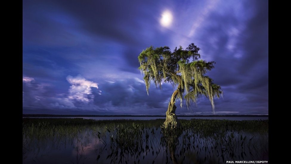 O International Garden Photographer of the Year, principal concurso internacional de fotografia de jardins, está exibindo os vencedores de sua sétima edição em uma mostra no Kew Gardens, o Jardim Botânico de Londres - Paul Marcellini