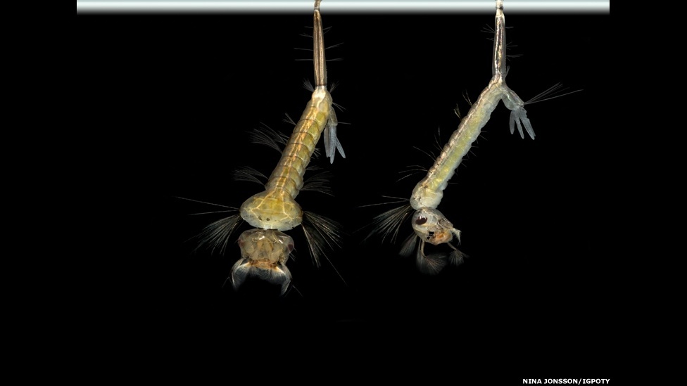 O International Garden Photographer of the Year, principal concurso internacional de fotografia de jardins, está exibindo os vencedores de sua sétima edição em uma mostra no Kew Gardens, o Jardim Botânico de Londres - Nina Jonsson