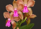 Exposição de orquídeas em SP chega à 90ª edição e dá destaque à flor popular - Divulgação