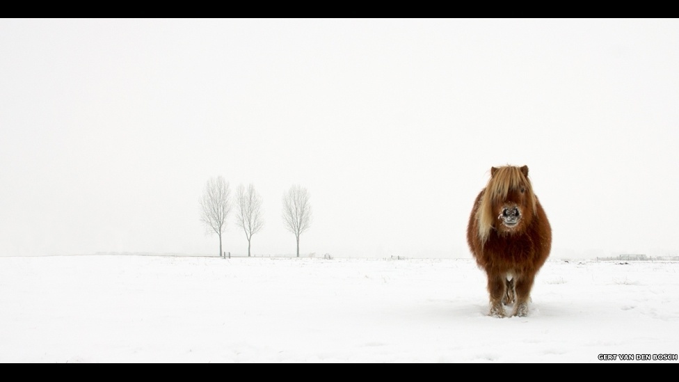 Gert van den Bosch, da Holanda, foi o vencedor na categoria Natureza e Vida Selvagem, com a imagem de um pônei na neve - Divulgação/2014 Sony World Photography Awards