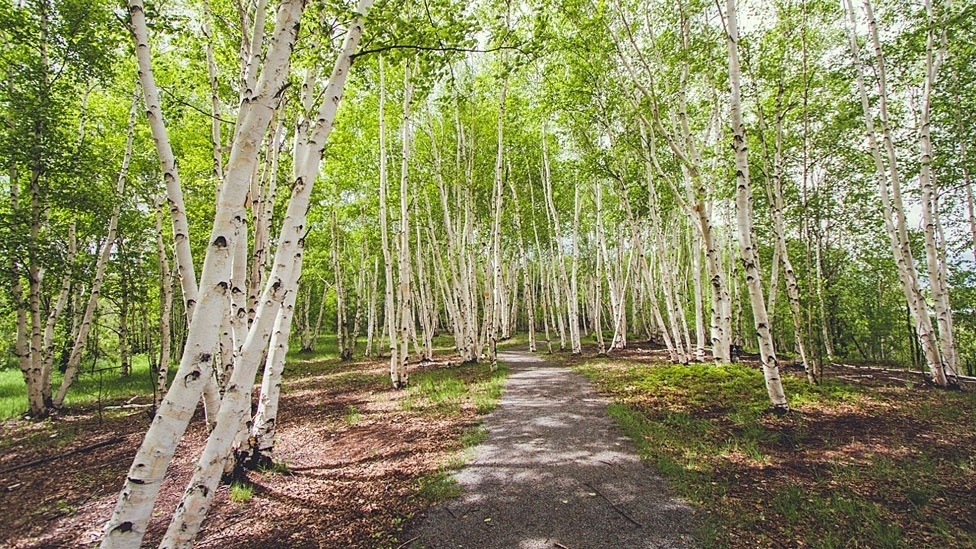 O fotógrafo canadense Andrew Knapp resolveu aproveitar o comportamento agitado de seu border collie Momo e fez fotos em que o cachorro se esconde em paisagens e ruas dos EUA e Canadá. Acima, Momo em Sudbury, Ontario, Canadá - Andrew Knapp