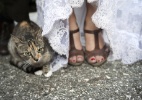 Recém-casados podem fazer fotos com animais de estimação; inspire-se - Getty Images
