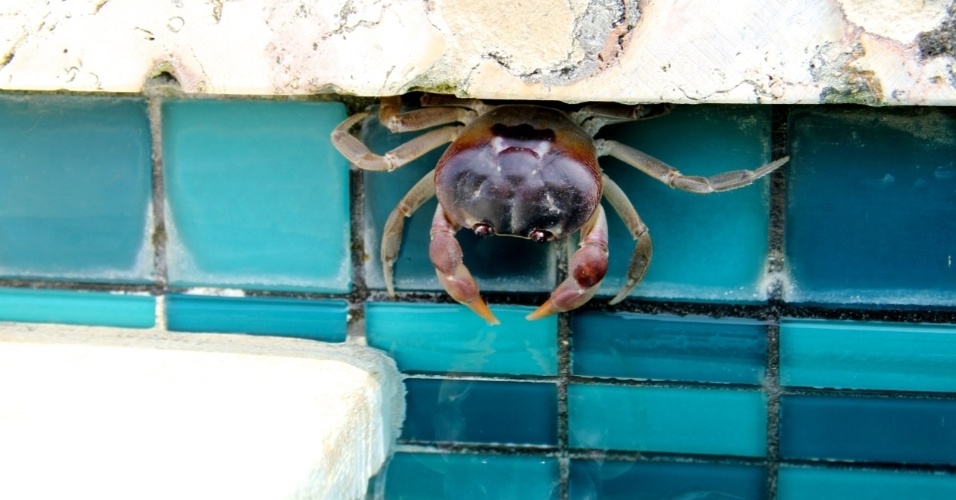 25.mar.2014 - Beyoncé exibiu a foto de um caranguejo, que ela fotografou na piscina