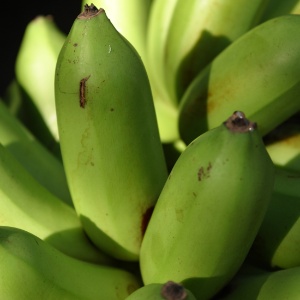 Entre os principais resultados está a descoberta de que uma dieta com farinha de banana nanica verde pode impedir a inflamação intestinal em roedores - Getty Images