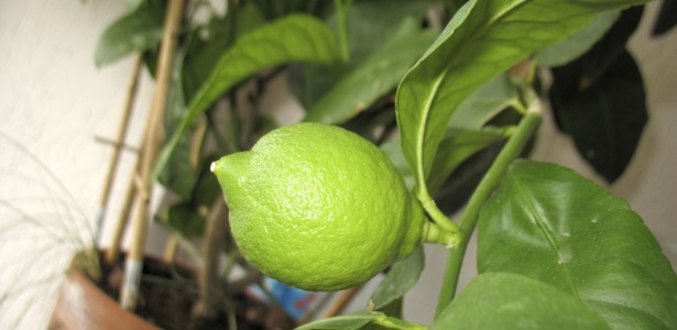 Limonada e tempero ao alcance da mão: plante limões em vaso - 31/03/2014 -  UOL Universa