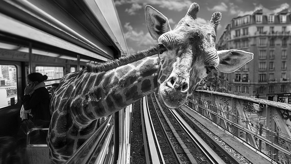 A exposição Animétro, apresentada na Millésime Gallery, em Paris, reúne fotomontagens de animais selvagens no metrô da capital francesa - Clarisse Rebotier e Thomas Subti