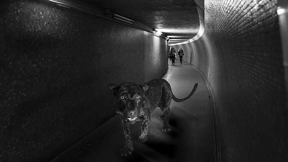 A exposição Animétro, apresentada na Millésime Gallery, em Paris, reúne fotomontagens de animais selvagens no metrô da capital francesa - Clarisse Rebotier e Thomas Subti