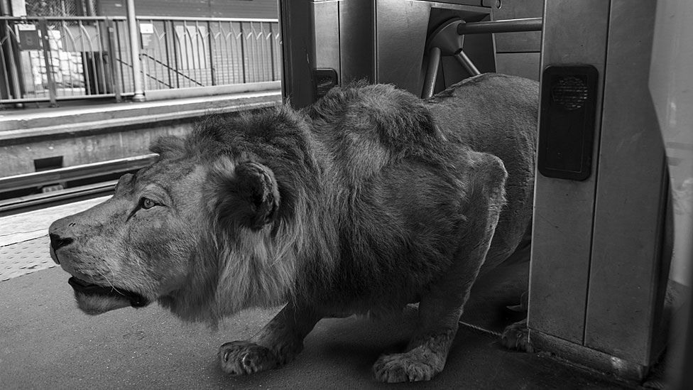 A exposição Animétro, apresentada na Millésime Gallery, em Paris, reúne fotomontagens de animais selvagens no metrô da capital francesa - Clarisse Rebotier e Thomas Subti