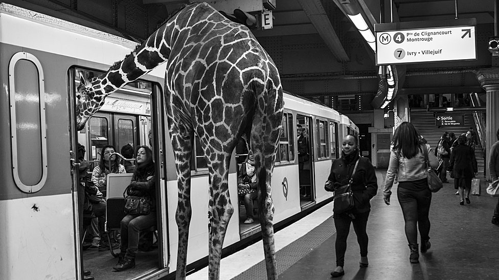 A exposição Animétro, apresentada na Millésime Gallery, em Paris, reúne fotomontagens de animais selvagens no metrô da capital francesa - Clarisse Rebotier e Thomas Subti