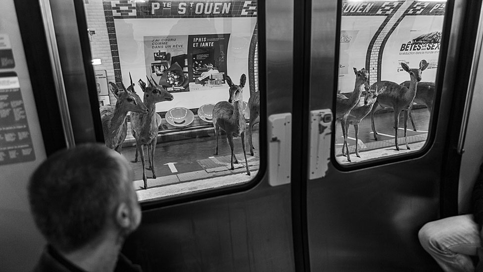 A exposição Animétro, apresentada na Millésime Gallery, em Paris, reúne fotomontagens de animais selvagens no metrô da capital francesa - Clarisse Rebotier e Thomas Subti